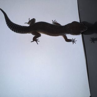 블랙나이트