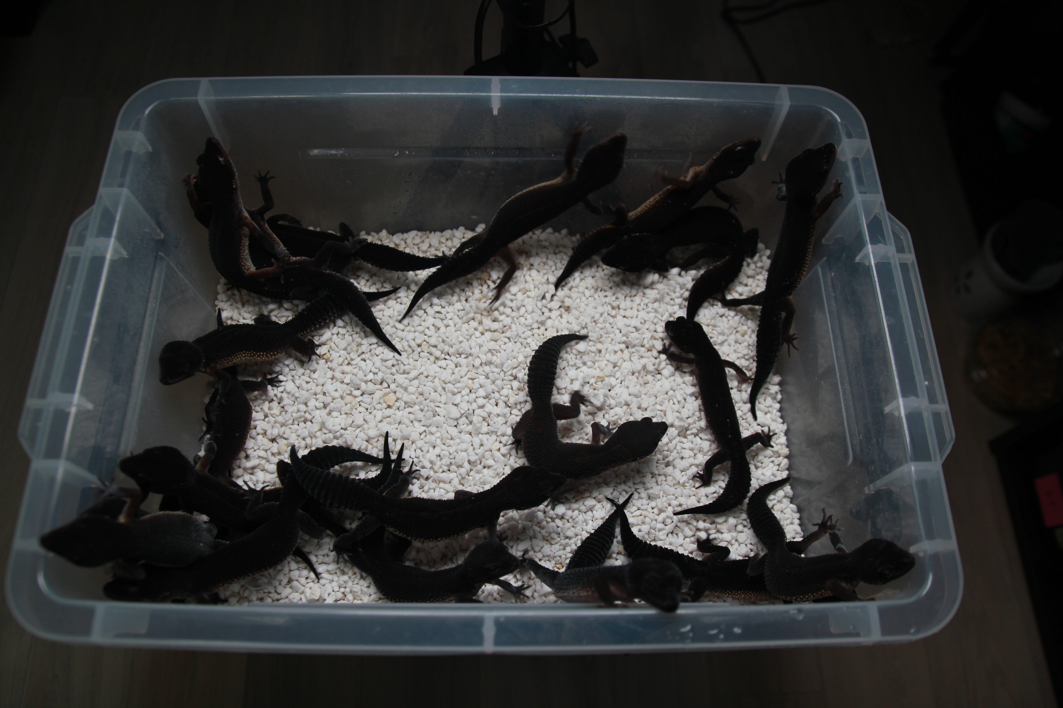KoreaBlackGecko