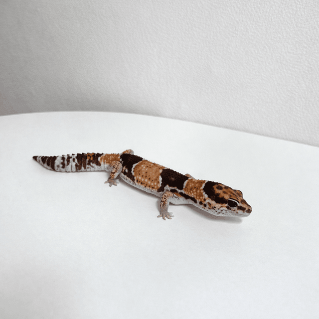 노멀 헷 아멜라니스틱 헷 카라멜 헷 오레오