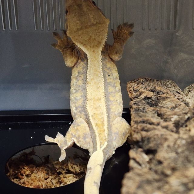 노멀 할리퀸