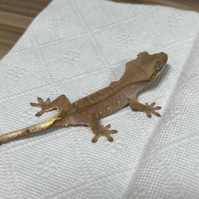 바이 레드