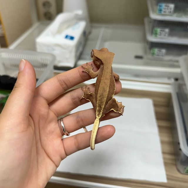 릴리화이트 팬텀 레드