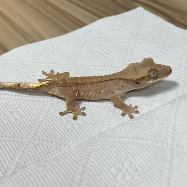 바이 레드