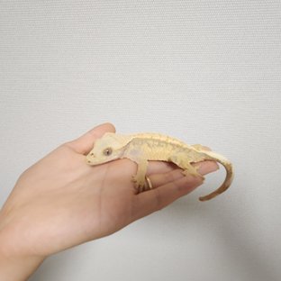 노멀