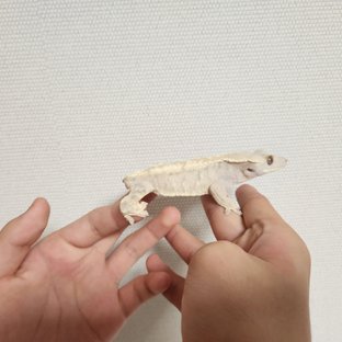 노멀