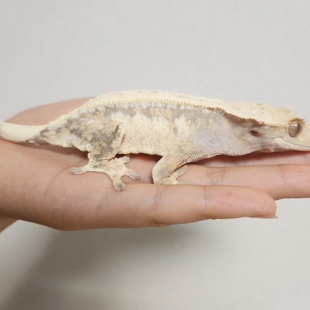 노멀 드리피 화이트스팟