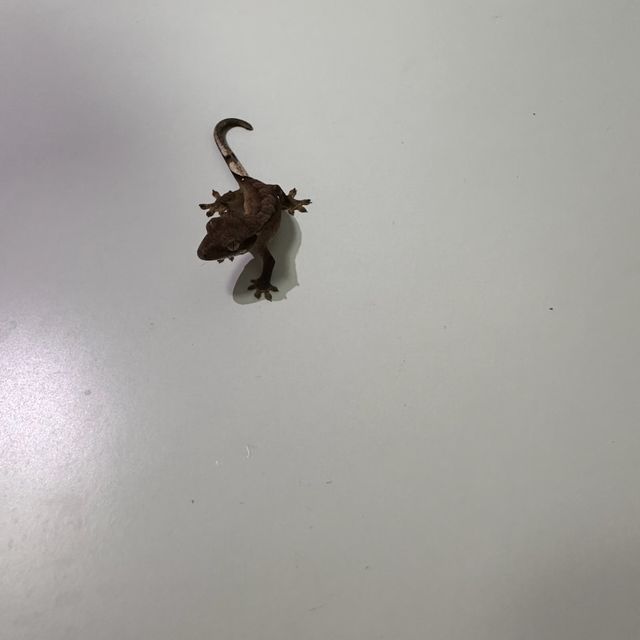 챠콜