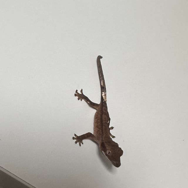 챠콜