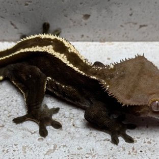 100%헷아잔틱 다크 슈퍼스트라이프