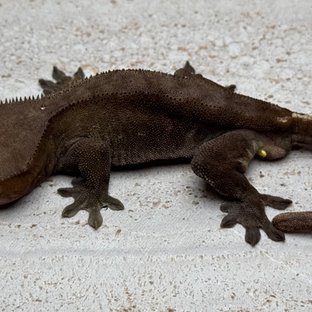 100%헷아잔틱 팬텀 챠콜