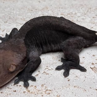 챠콜 패턴리스 아잔틱