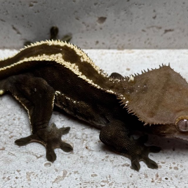 100%헷아잔틱 다크 슈퍼스트라이프