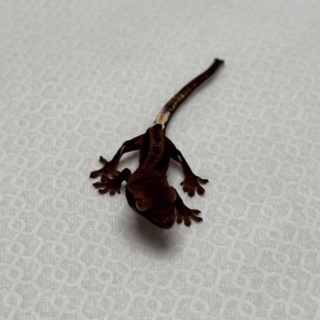 다크 팬텀 슈퍼스트라이프