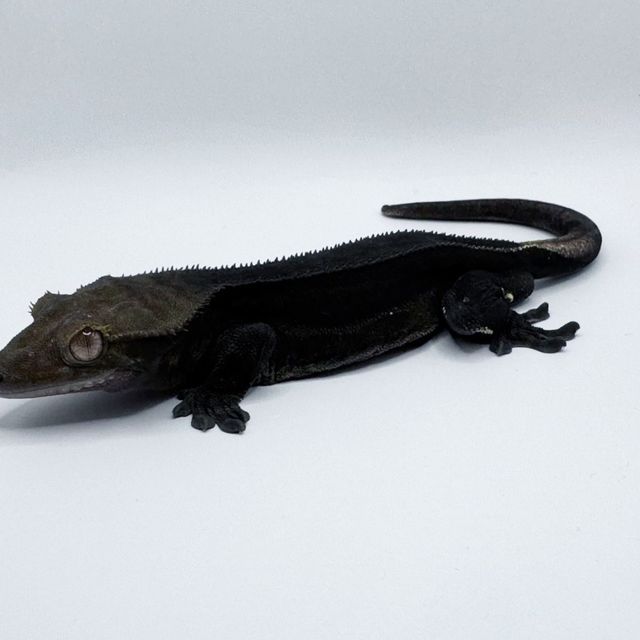 슈퍼스트라이프 쿼드 블랙 챠콜