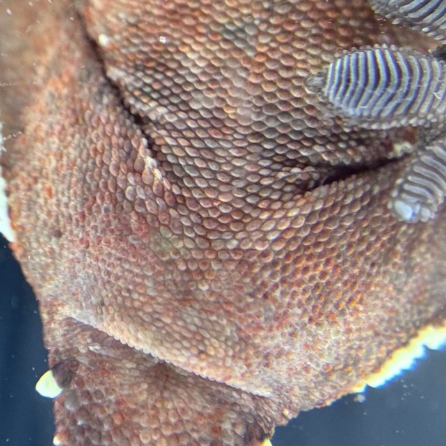 화이트포트홀 바이 레드