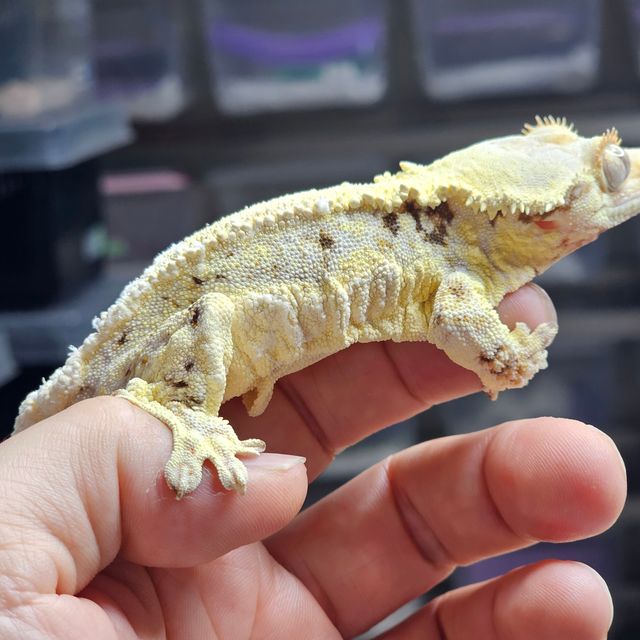 릴리화이트 화이트핀 풀핀 화이트