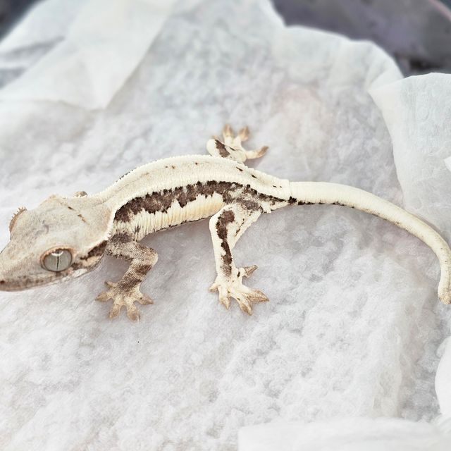 100%헷아잔틱 프라푸치노 드리피 풀핀 화이트