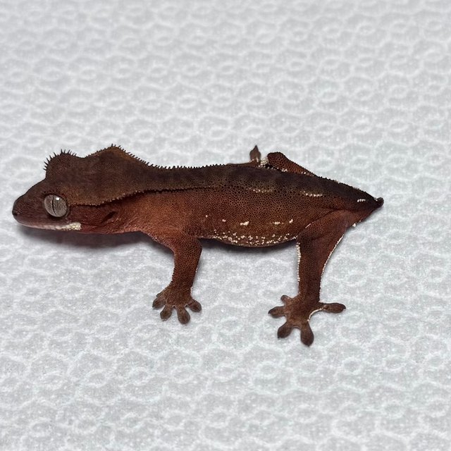 화이트포트홀 바이 레드