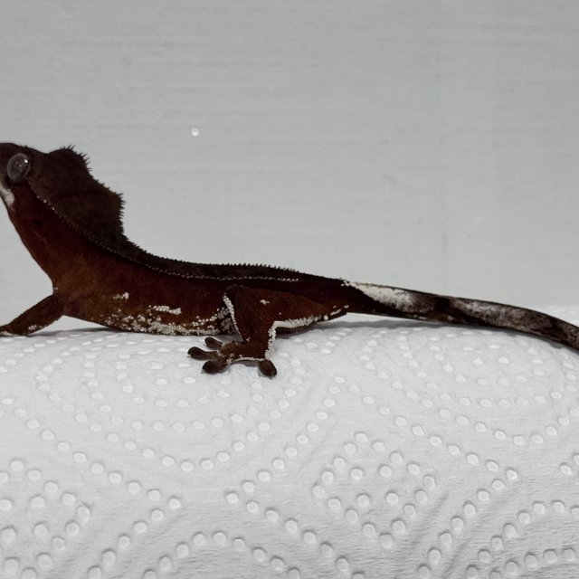 바이 레드 화이트스팟 화이트포트홀