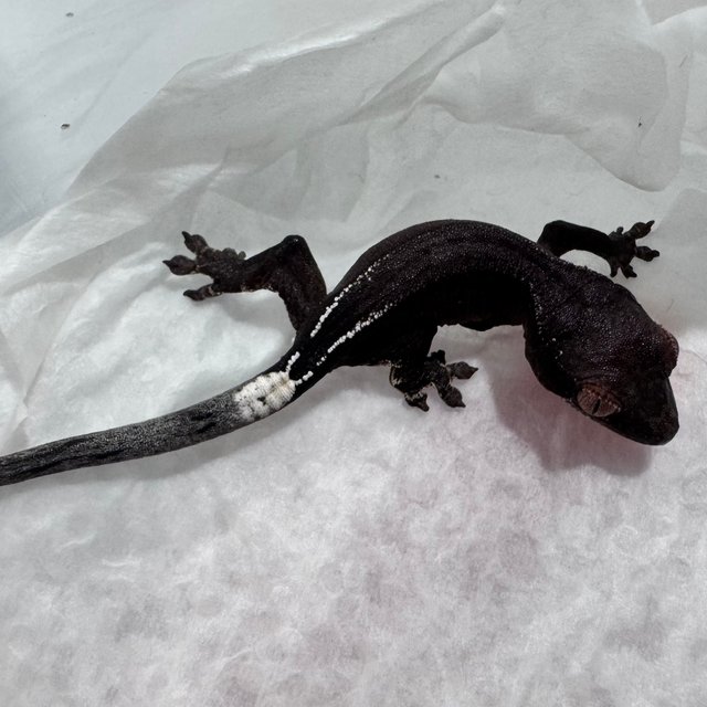 챠콜 블랙 카푸치노