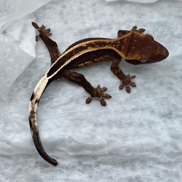 100%헷아잔틱 슈퍼스트라이프 엠티백 쿼드 풀핀 다크