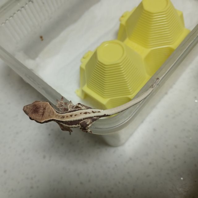 프라푸치노 화이트핀 화이트