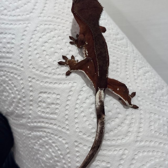 바이 레드 화이트스팟 화이트포트홀