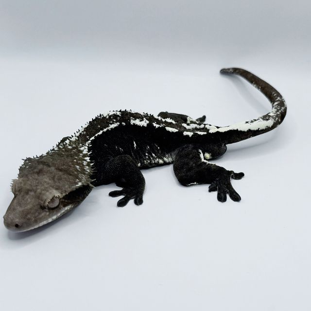 아잔틱