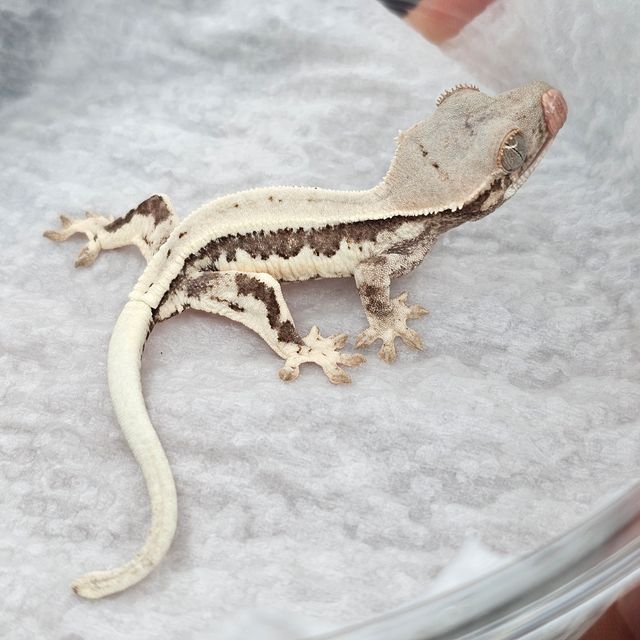 100%헷아잔틱 프라푸치노 드리피 풀핀 화이트