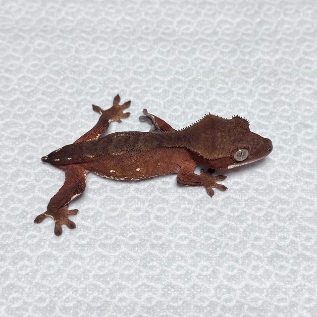 화이트포트홀 바이 레드