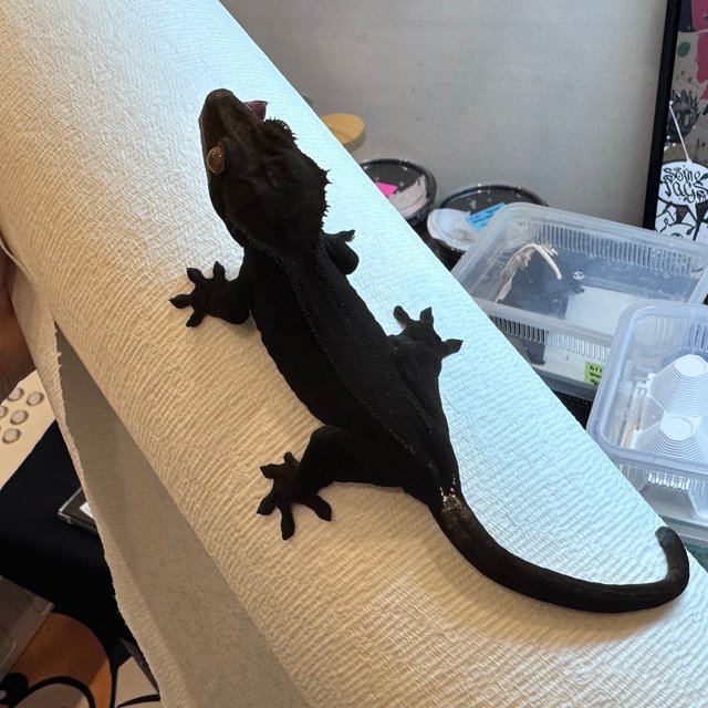 블랙 챠콜 카푸치노