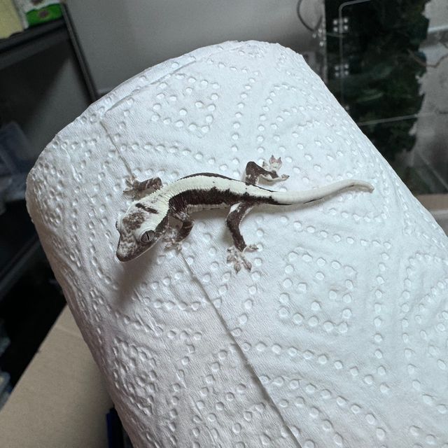 릴잔틱