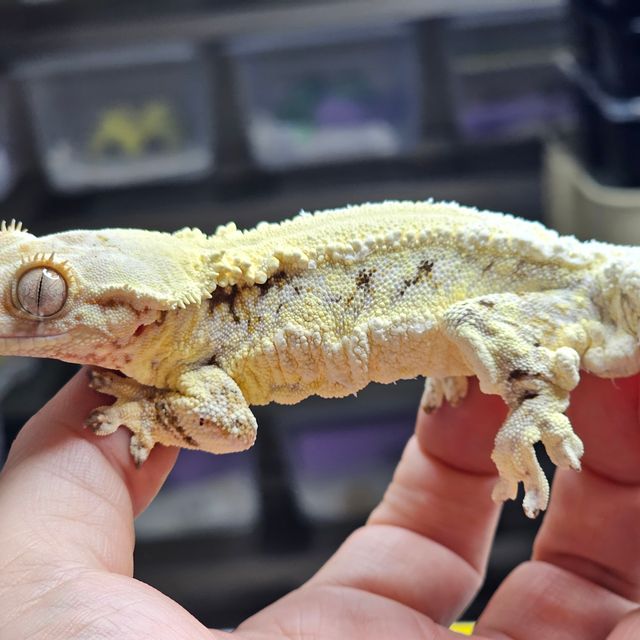 릴리화이트 화이트핀 풀핀 화이트