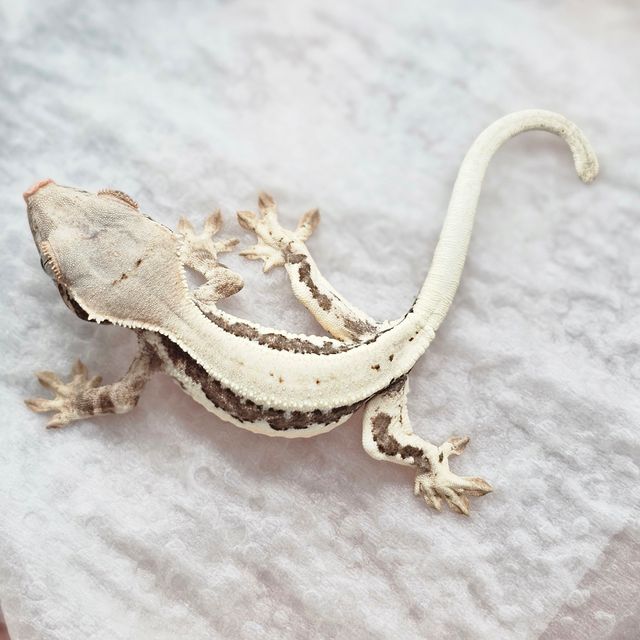 100%헷아잔틱 프라푸치노 드리피 풀핀 화이트