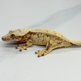 Tri Extreme Harlequin