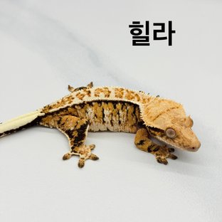 힐라