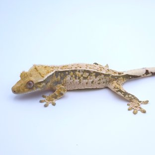 트라이