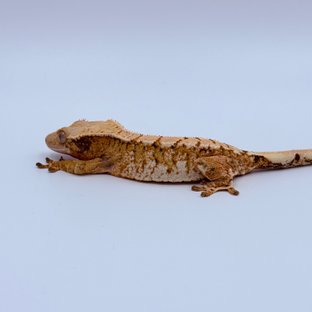 트라이 익스트림할리퀸