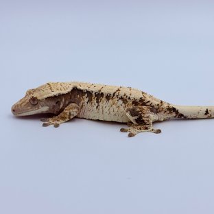 Tri Extreme Harlequin