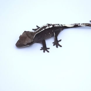 아잔틱