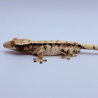 Tri Extreme Harlequin Drippy White Crown