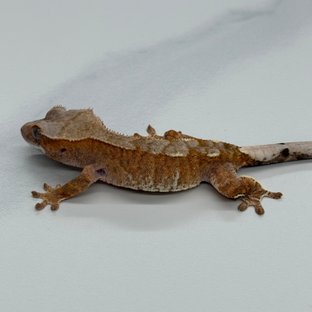 백록x이치고