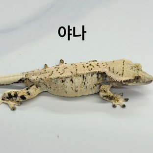 야나