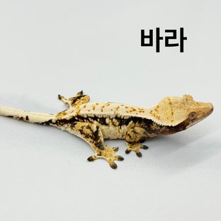 바라