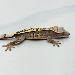 100% Het Axanthic Sable