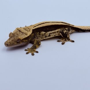 슈퍼스트라이프 쿼드 엠티백