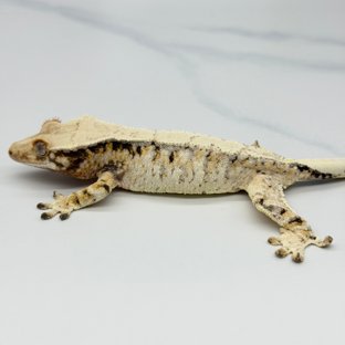 Tri Extreme Harlequin