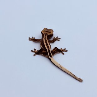 100%헷아잔틱 슈퍼스트라이프 엠티백