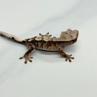Cappuccino 100% Het Axanthic