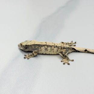 Tri Extreme Harlequin White Spot Drippy